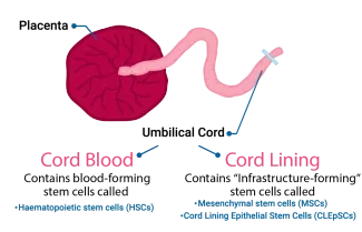 Umbilical Cord Blood and Cord Lining