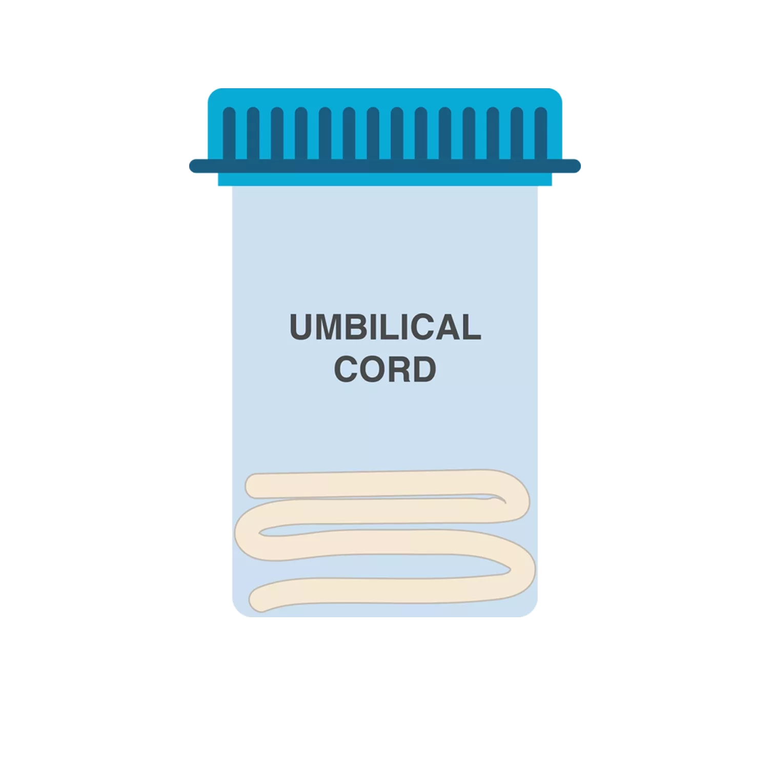 umbilical cord